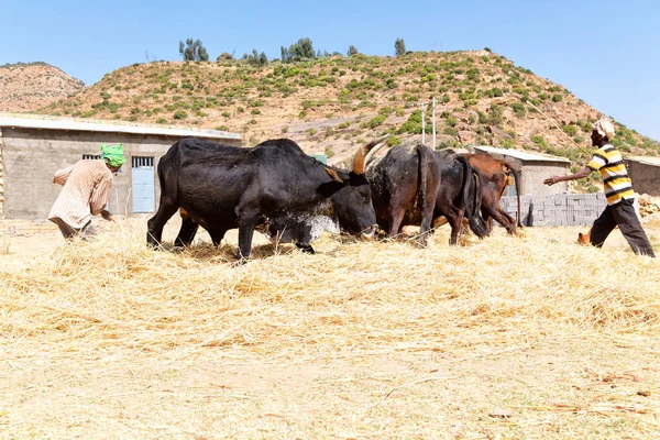 Neidentifikovaný farmář a kráva beat obilí — Stock fotografie