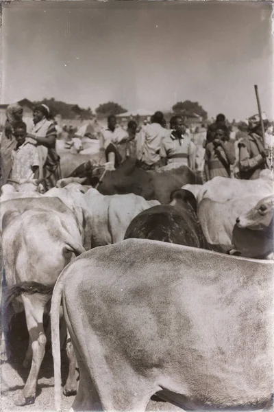 Afrique dans le marché aux animaux lots od vache — Photo