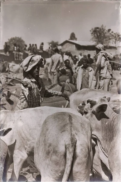 Afrique dans le marché aux animaux lots od vache — Photo