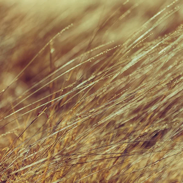 Ethiopia Africa Fiels Grass Morning Light Drop — Stock Photo, Image