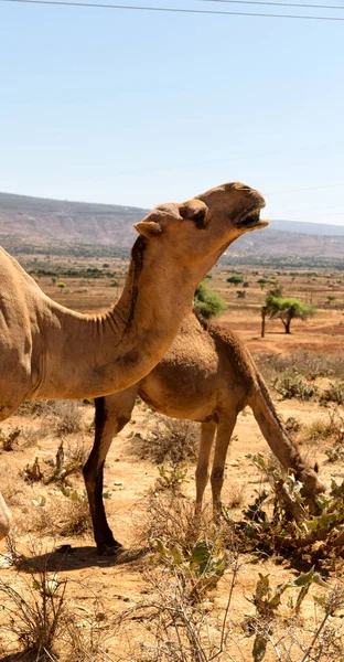 Danakil Ethiopië Afrika Oude Markt Veel Kameel Klaar Verkopen Achtergrond — Stockfoto