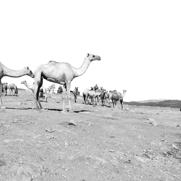 in  danakil ethiopia africa  in the  old market lots of camel ready to sell and the nature background