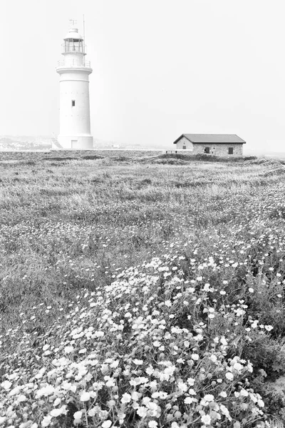 in cyprus the  old lighthouse near a field of flower and the sky concept of safety