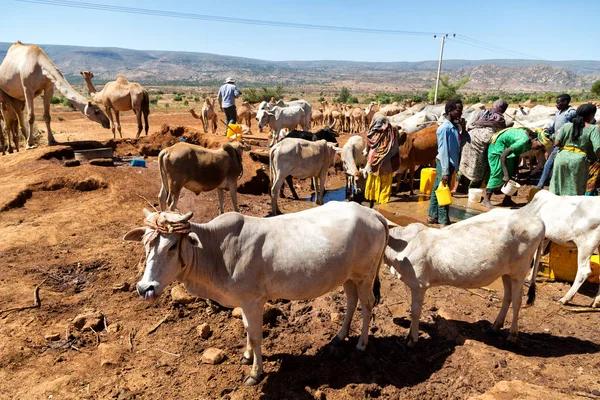 Afrika v kráva od mnoho zvířat trhu — Stock fotografie