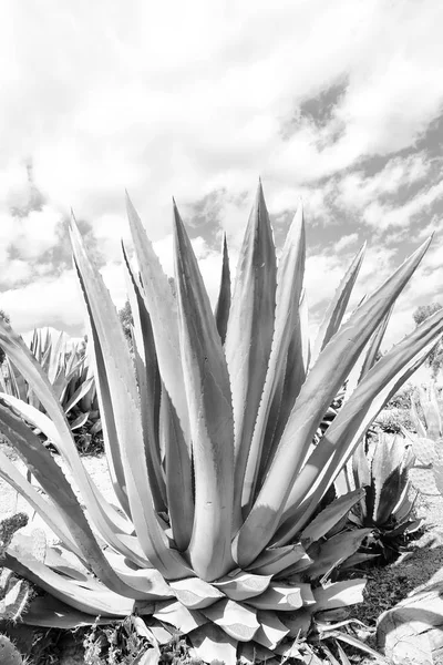 In the sky  like backround abstract   cactus plant — Stock Photo, Image