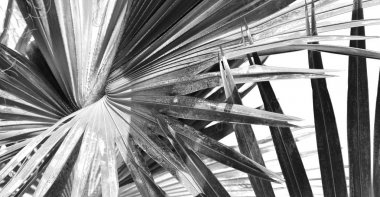 açık gökyüzü hurma dalı 