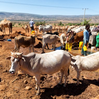   Afrika'da hayvan pazarı çok od inek