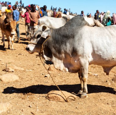   Afrika'da hayvan pazarı çok od inek