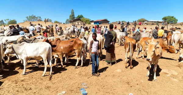 Afrique dans le marché aux animaux lots od vache — Photo