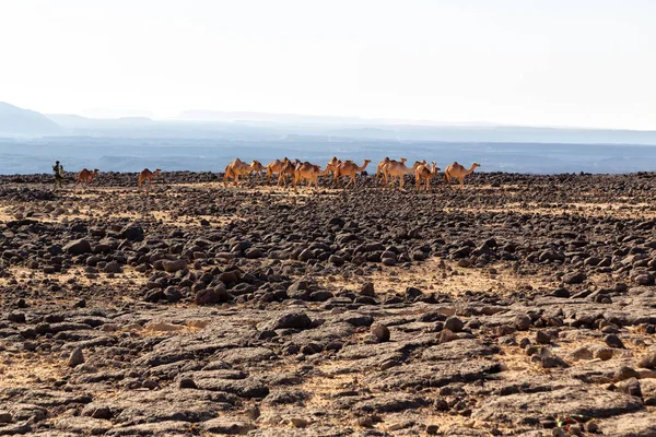 Ethiopia  africa  in the land of  the rock desert — Stock Photo, Image