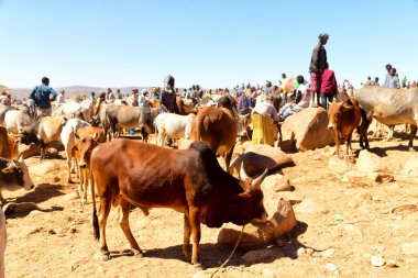   Afrika'da hayvan pazarı çok od inek