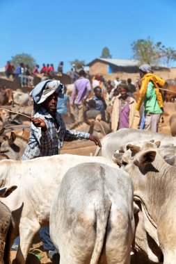   Afrika'da hayvan pazarı çok od inek