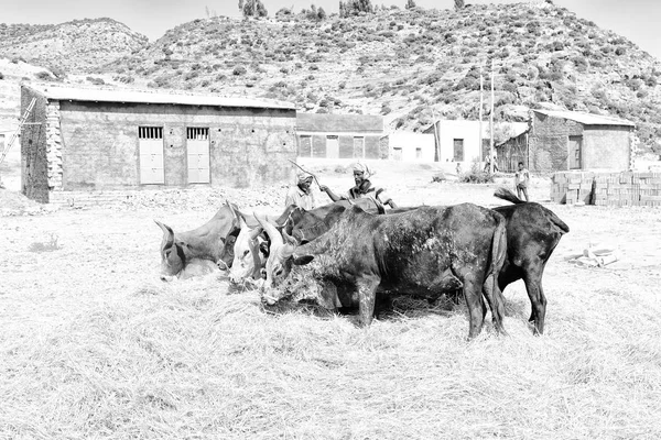 Agriculteur non identifié et la vache battre le grain — Photo