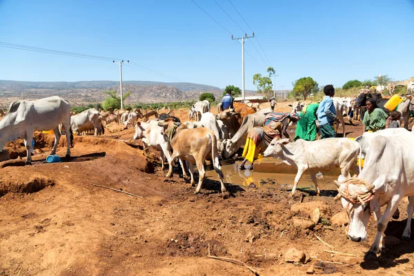   Afrika'da hayvan pazarı çok od inek