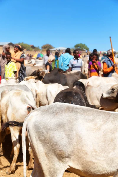 Afrique dans le marché aux animaux lots od vache — Photo