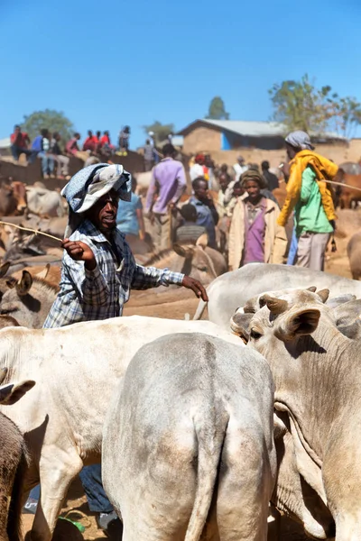   Afrika'da hayvan pazarı çok od inek