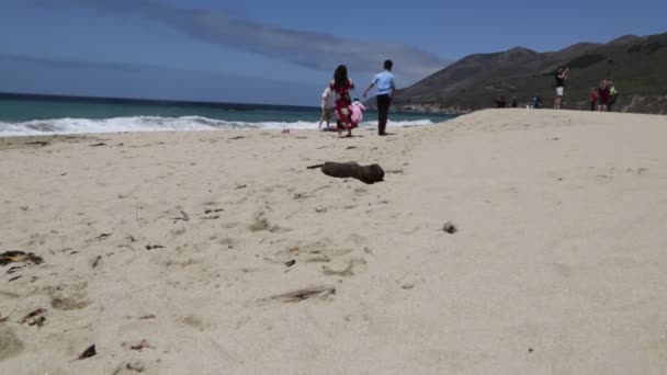 Natursköna Bilder Stranden Garrapata Nationalpark Usa — Stockvideo