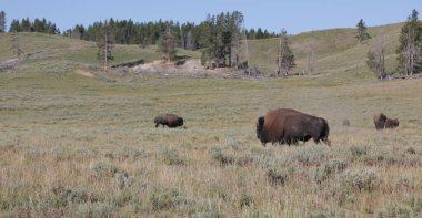 Yellowstone milli parkı içinde Abd'de inanılmaz doğa yaban hayatı buffal güzelliği