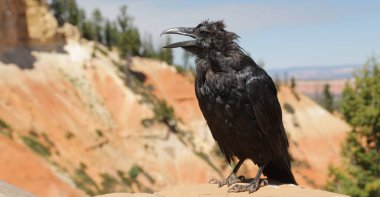   Abd'de karga bryce milli parkı inanılmaz doğa turist destinatio güzelliği