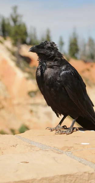 Crow Usa Bryce National Park Schoonheid Van Verbazingwekkende Natuur Toeristische — Stockfoto