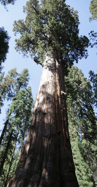Usa Ban Belül Sequoia Nemzeti Park Szépségét Csodálatos Természet Turisztikai — Stock Fotó
