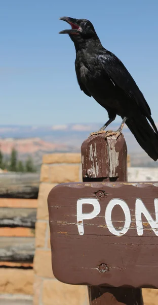 Corvo nel parco nazionale di Bryce — Foto Stock