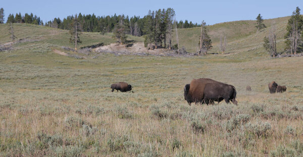 in USA inside the yellowstone national park the beauty of amazing nature wildlife buffal
