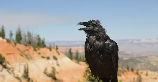 Corvo Usa Bryce Parco Nazionale Bellezza Della Natura Sorprendente Turista — Foto Stock