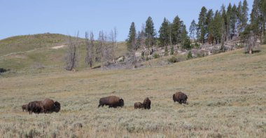 Yellowstone milli parkı içinde Abd'de inanılmaz doğa yaban hayatı buffal güzelliği