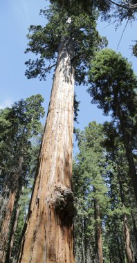   Abd'de sekoya milli parkı içinde