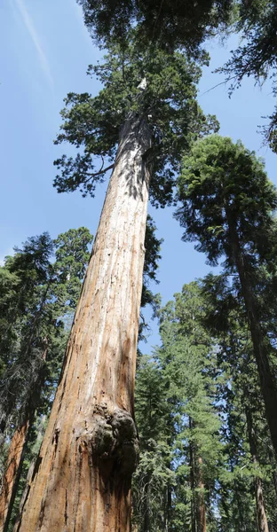 Negli USA all'interno del parco nazionale sequoia — Foto Stock