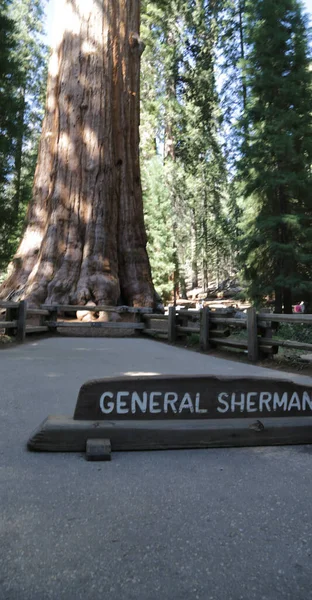 Usa Ban Belül Sequoia Nemzeti Park Szépségét Csodálatos Természet Turisztikai — Stock Fotó