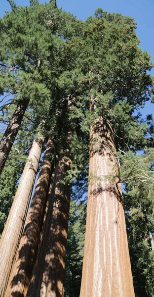Negli Usa All Interno Del Parco Nazionale Sequoia Bellezza Della — Foto Stock