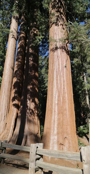 Usa Ban Belül Sequoia Nemzeti Park Szépségét Csodálatos Természet Turisztikai — Stock Fotó