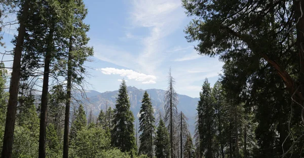 Usa Ban Belül Sequoia Nemzeti Park Szépségét Csodálatos Természet Turisztikai — Stock Fotó