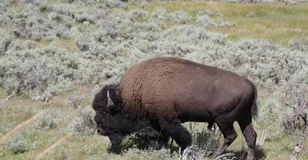 Dentro Del Parque Nacional Yellowstone Belleza Naturaleza Increíble Buffal Vida —  Fotos de Stock