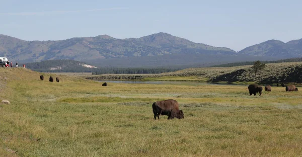 Aux États Unis Intérieur Parc National Yellowstone Beauté Buffal Nature — Photo