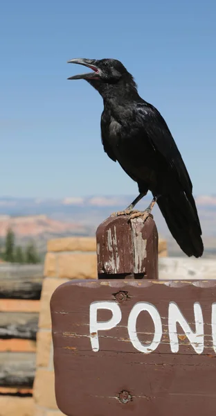 Corvo nel parco nazionale di Bryce — Foto Stock