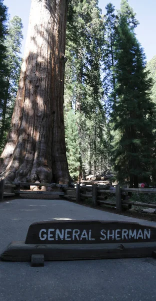 Az USA-ban belül Sequoia Nemzeti Park — Stock Fotó