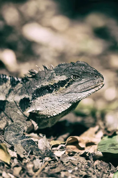 Lagarto Livre Fundo Arbusto Natureza — Fotografia de Stock