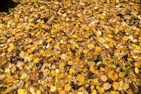 Herbstblätter auf weißem Hintergrund — Stockfoto