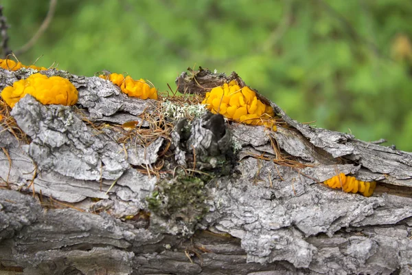 Champignons sur le fond blanc — Photo