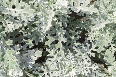 Beyaz arkaplanda çiçekler