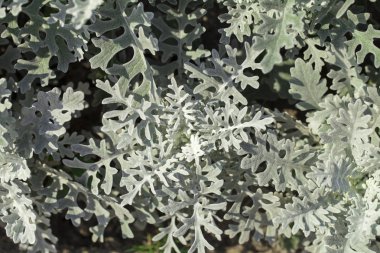 Beyaz arkaplanda çiçekler