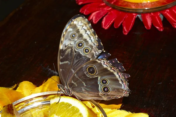 Бабочка на белом фоне — стоковое фото
