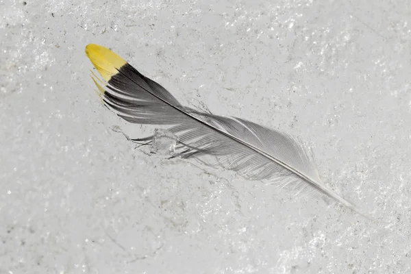 Feather on the white background — Stock Photo, Image