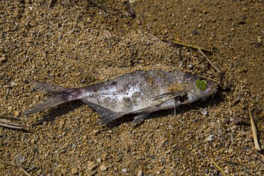 Kumda ölü balık