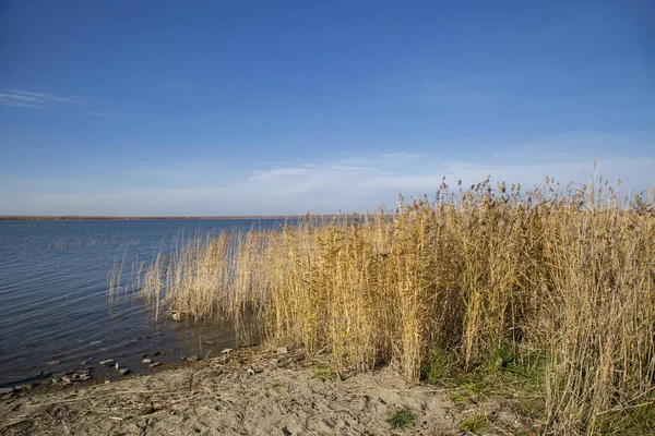 Cañas Secas Junto Lago —  Fotos de Stock