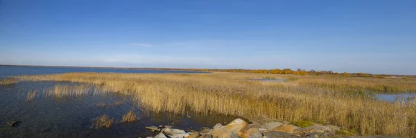 湖のそばの乾燥した葦 — ストック写真