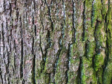 Eski meşe kabuğu, kırışık desenli kuru yüzey. Ağaç gövdesinde yosun ve liken. Birçok küçük detay içeren bir arka plan. Yakın çekim, yeşil kahverengi ve mor doku